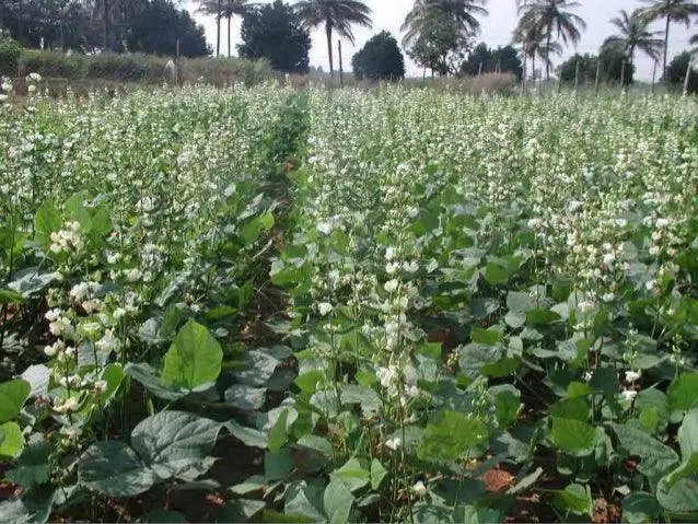Dolichos (Lablab) Ha4 Bush-Type Seeds – Garden Festival Superb Yielding Variety 1