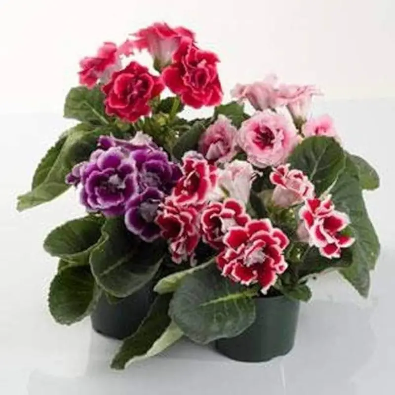Double Gloxinia Seeds – Vibrant F1 Hybrid Flower Blend 1