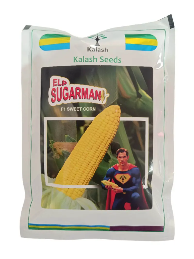 Elp Sugarman Ksp-1809 F1 Sweet Corn Seeds – Kalash Extra-Sweet Hybrid 1