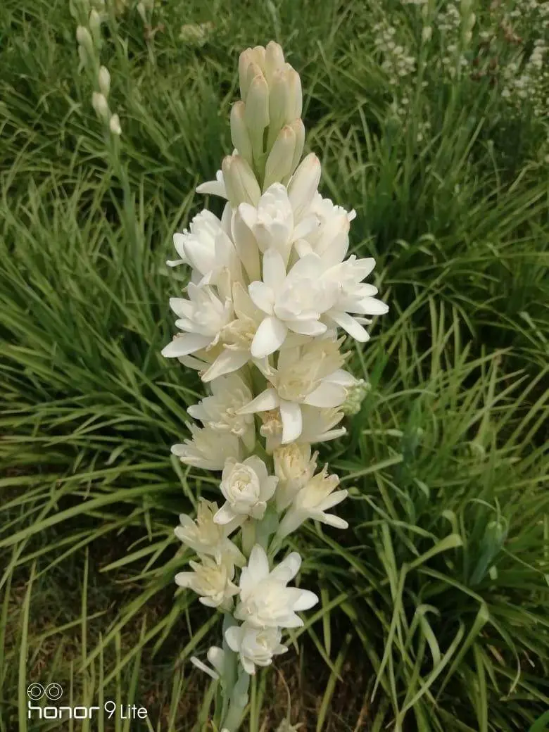 Farmers Stop Rajnigandha (Tuberose) Flower Bulbs 1