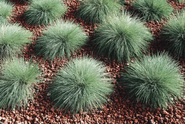 Festuca Buddy Blue Fescue Seeds – Drought-Tolerant Turf Grass (Benary) 1