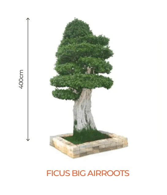 Ficus Bonsai With Prominent Air Roots – Mature Specimen (Farmers Stop) 1