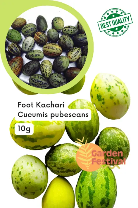 Foot Desi Kachri Fruit Seeds – Premium Quality Traditional Variety – Garden Festival 1