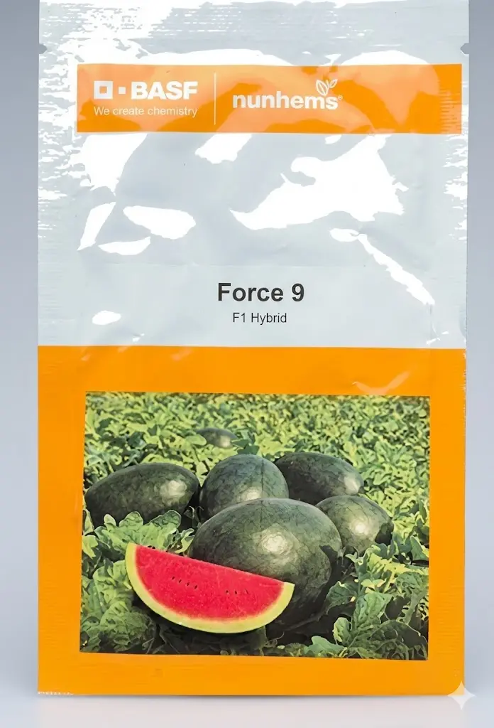 Force 9 F1 Hybrid Watermelon Seeds – Crisp Red Flesh, Excellent Shelf Life (Nunhems) 1