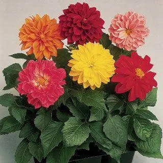 Fresco Formula Dahlia F1 Seeds – Colorful Garden Dahlia Mix 1