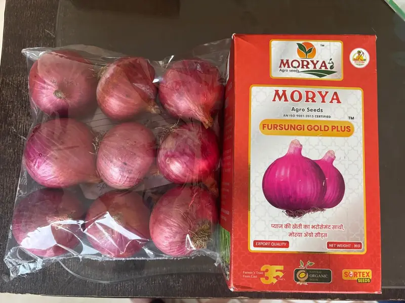 Fursungi Gold Plus Pusa Red Onion – High-Yield, Long-Storage Onion Seeds (Morya Agro) 1