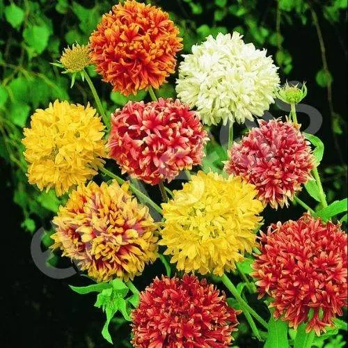 Gaillardia Pulchella Double Mix – Fringed, Daisy-Like Perennial-Style Flowers 1