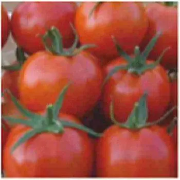 Ganesh Tomato F1 Hybrid Seeds By Seminis 1
