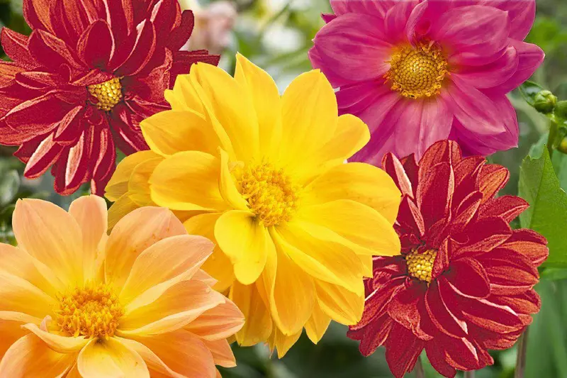 Garden Pride F1 Dahlia Seeds – Benary Germany Cultivar 1