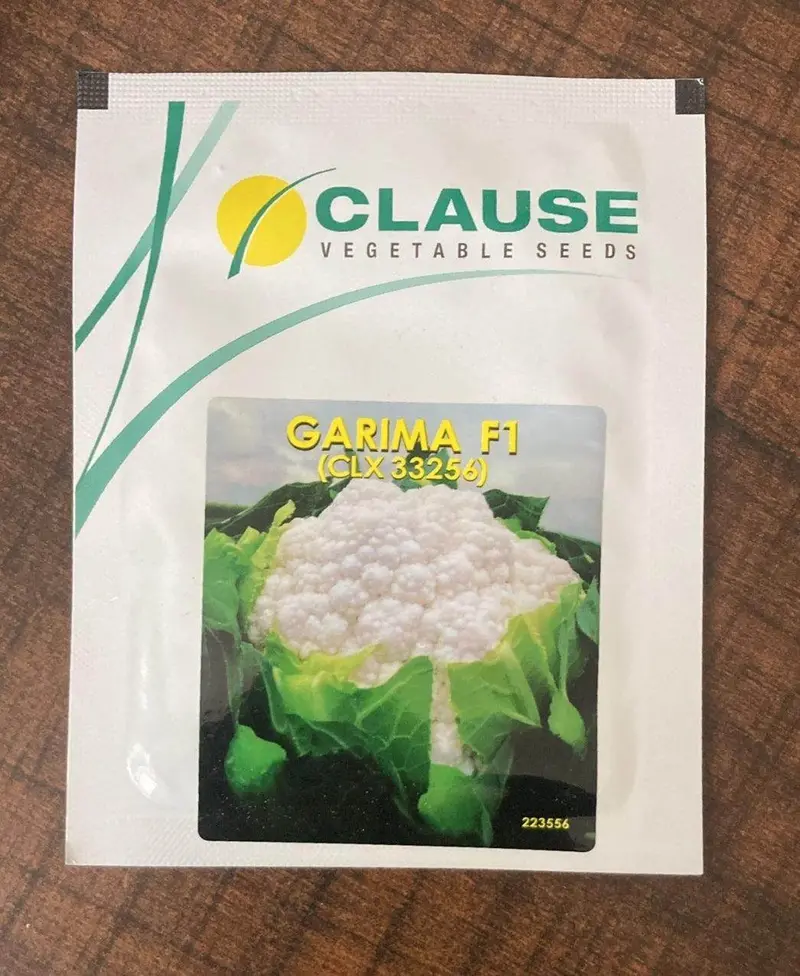 Garima Clx 33256 F1 Cauliflower – Clause Seeds Hybrid 1