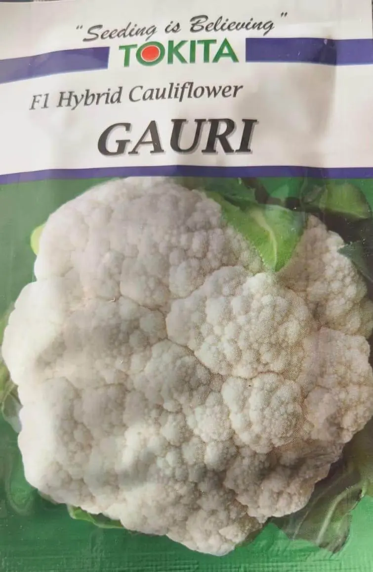 Gauri F1 Cauliflower Seeds – Compact Head Hybrid From Tokita 1