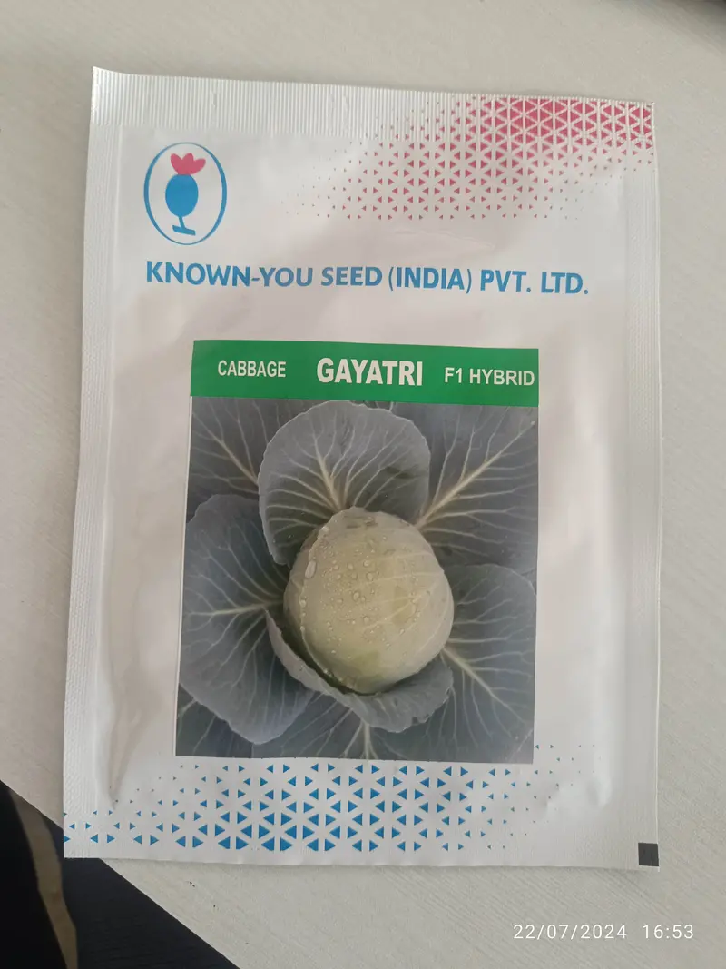 Gayatri F1 Cabbage – Known You Seeds Hybrid 1