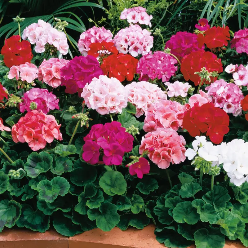 Geranium Maverick & Dancer F1 Hybrid Flower Seeds – Syngenta 1
