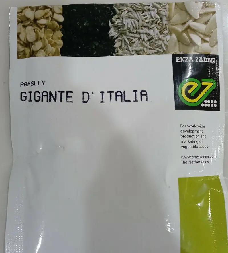 Gigante D’Italia Flat Parsley – Slow-Bolting, Broad-Leaved Variety (Enza Zaden) 1