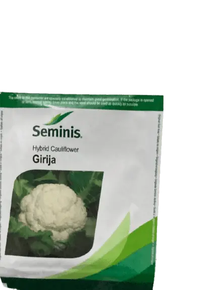 Girija Cauliflower Seeds – Seminis Brand 1