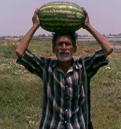 Girish Hybrid Watermelon Seeds – Vigorous Growth, Known You 1