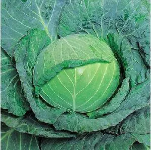 Globe Master F1 Cabbage Seeds – Takii – Large, Round Heads, Market-Favorite 1
