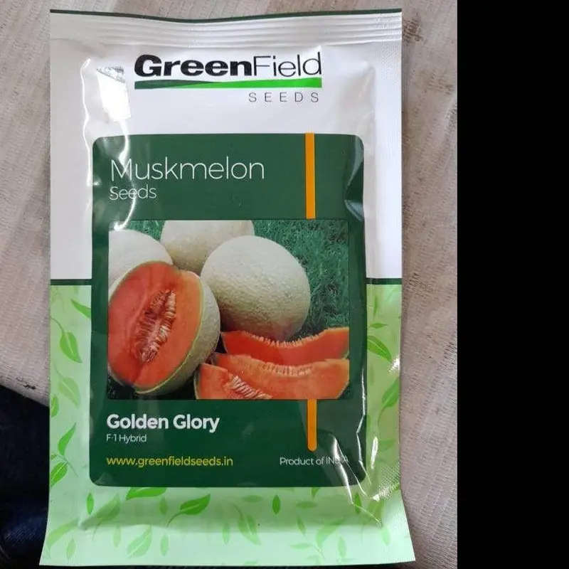 Golden Glory Muskmelon Seeds By Green Field 1