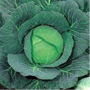 Green Coronet F1 Cabbage Seeds – Takii – Dark Green Leaves, Tight Heads 1