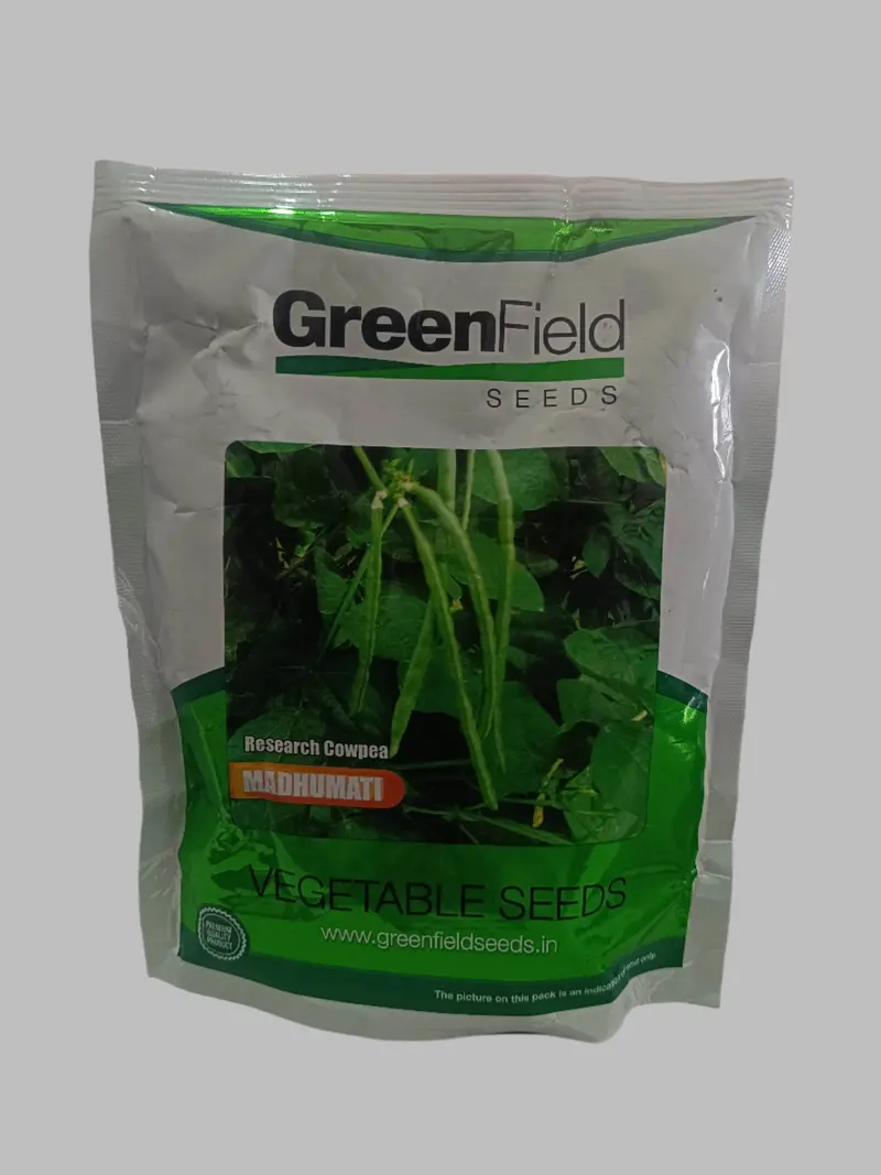 Green Field Seeds Madhumati Cowpea – Heat-Tolerant Legume Variety 1