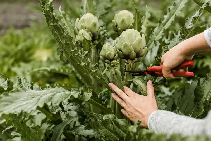 Green Globe Artichoke Seeds – Garden Festival Heirloom Type 1