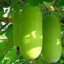 Greenie Wax Gourd Seeds – Long-Storage, Thick-Rind Benincasa By Known You 1