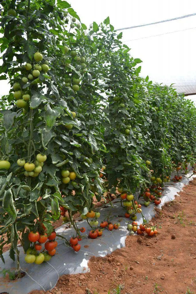 Hilltom Tir-1621 F1 Tomato Hybrid – Tropica Seeds 1
