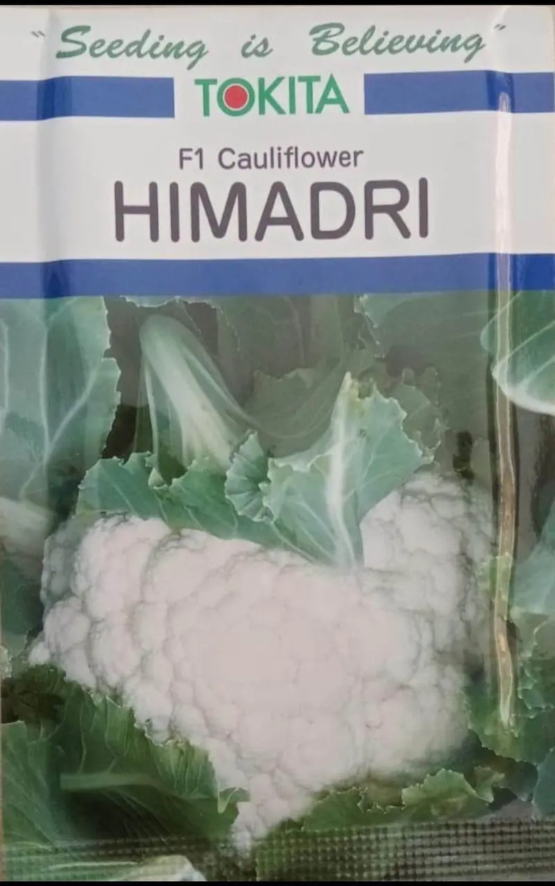 Himadri F1 Cauliflower – Tokita Seeds Cold-Tolerant Hybrid 1