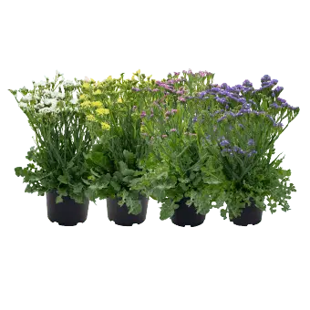 Hipster™ Sea Lavender Seeds – Limonium Sinuatum Cut Flower 1