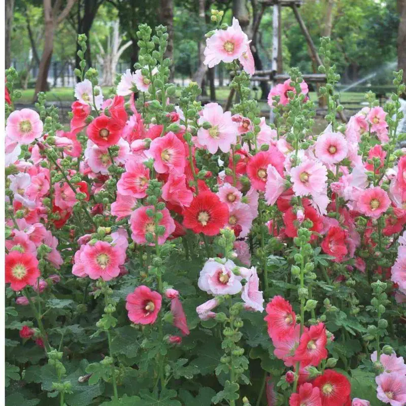 Hollyhock Double Dwarf – Compact, Ruffled Blooms For Cooler Seasons 1
