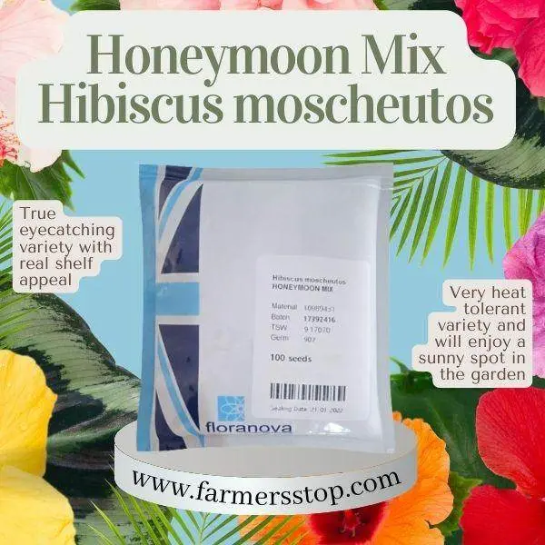 Honeymoon Mix Hibiscus Moscheutos Seeds – Large-Flowered Perennial By Floranova 1
