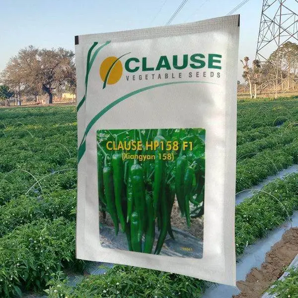 Hp 158 Chili Seeds – F1 Hybrid From Clause Seeds 1