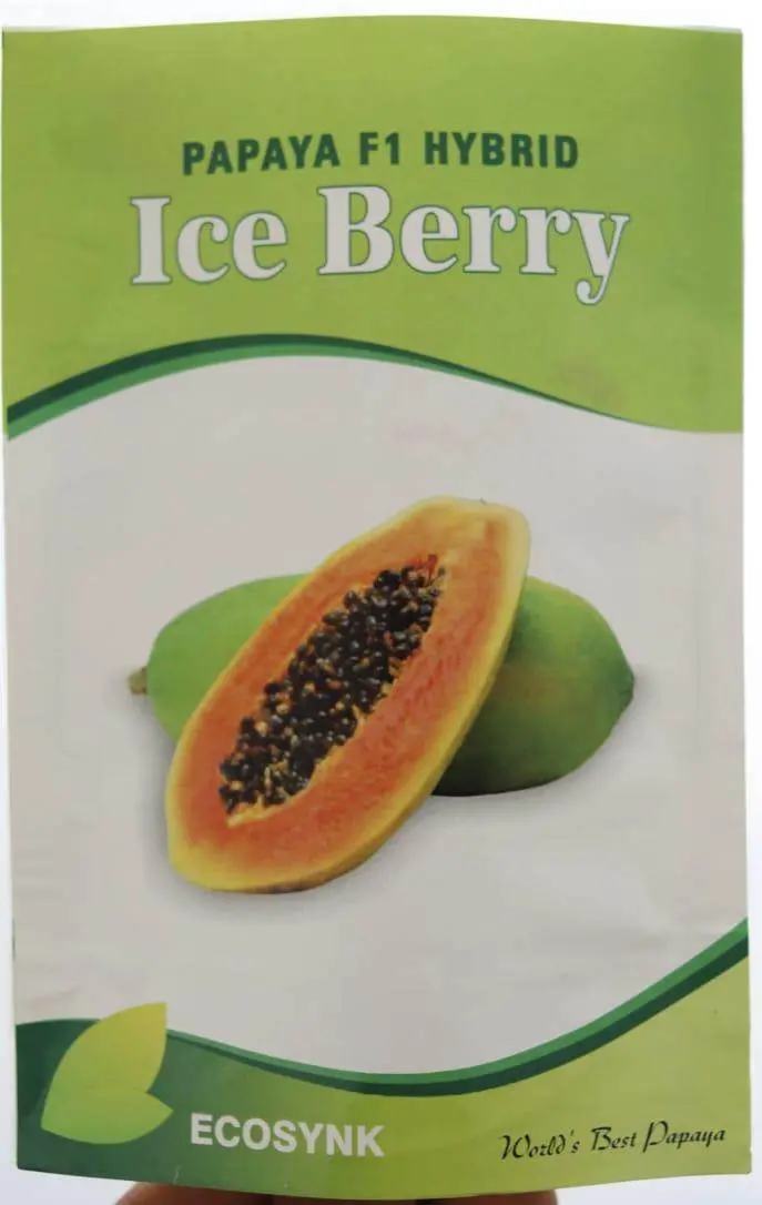Ice Berry F1 Papaya Seeds – Dwarf Hybrid Fruit Variety By Ecosynk 1
