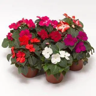 Imara Mix F1 Hybrid Impatiens Walleriana – Goldsmith/Sflowers Collection 1