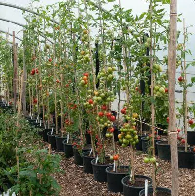 Indeterminate Trailing Tomato Seeds – Vining, Prolific Producer 1
