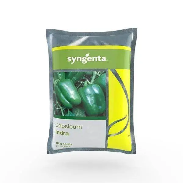 Indra F1 Capsicum Seeds – Compact Blocky Fruit Hybrid For Greenhouse & Field (Syngenta) 1