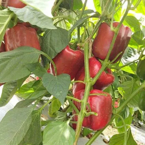 Indus Seeds 1514 Red Capsicum F1 – Bold, Thick-Walled Bell Pepper 1