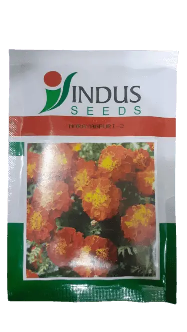 Indus Seeds Narayanpuri-2 French Marigold 1