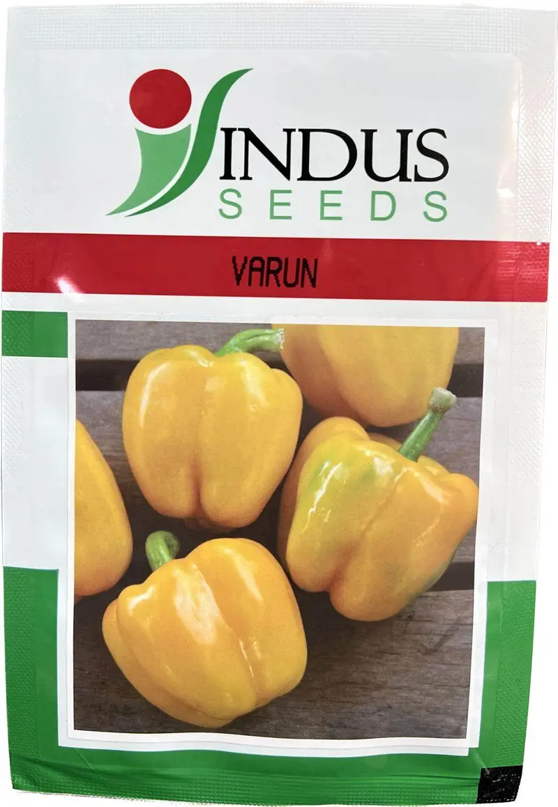 Indus Seeds Varun Yellow Capsicum F1 – Bright, High-Yield Hybrid 1