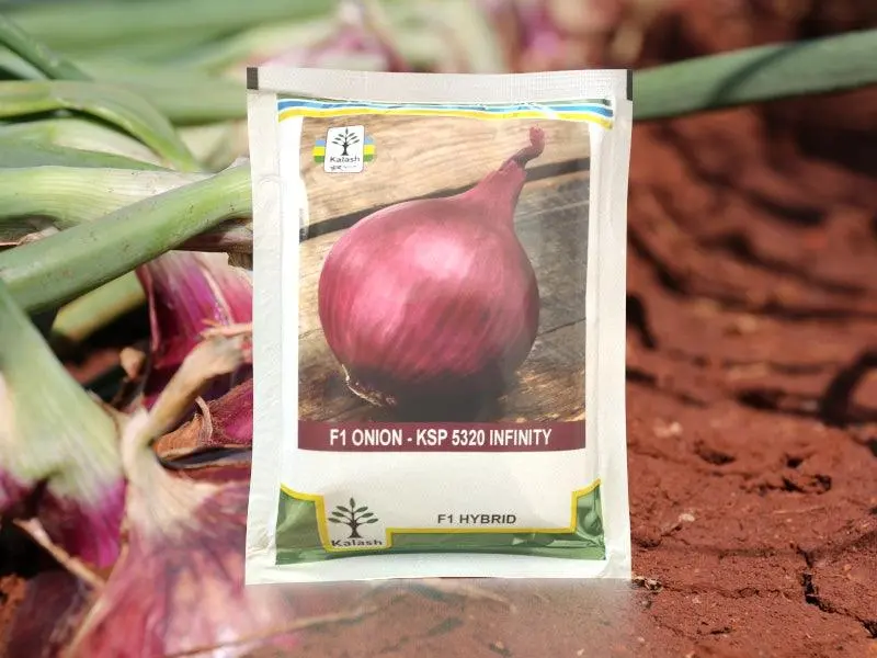 Infinity F1 Onion – Premium Hybrid Ksp 5320 By Kalash Seeds 1