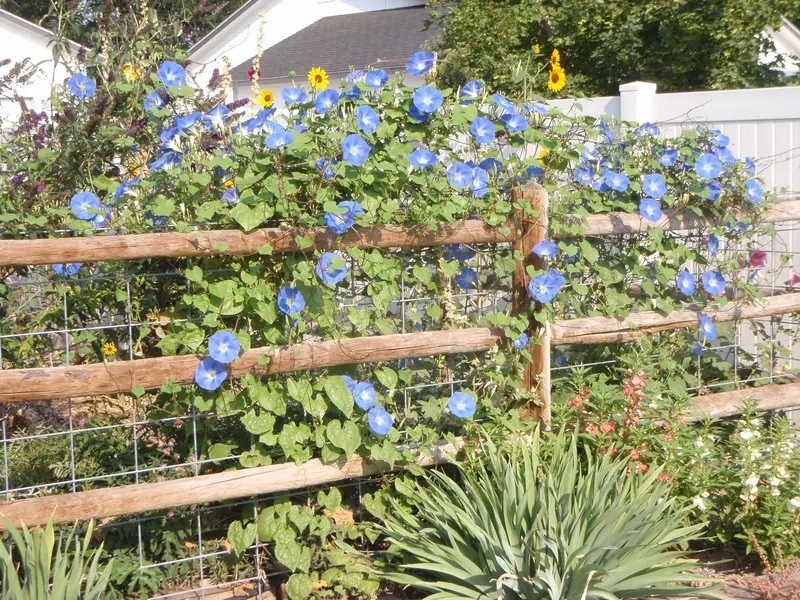 Ipomoea Tricolor 'Blue Garden Festival' – Morning Glory Vine Seeds 1