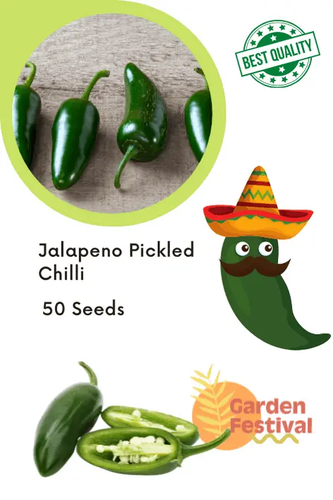Jalapeño Chili Seeds – F1 Hybrid Variety By Garden Festival 1