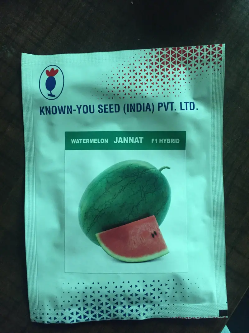 Jannat Hybrid Red-Flesh Watermelon Seeds – Icebox Variety By Known You 1