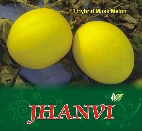 Jhanvi F1 Muskmelon Seeds – Early-Harvest, Flavor-Rich Cantaloupe By Sagar Biotech 1