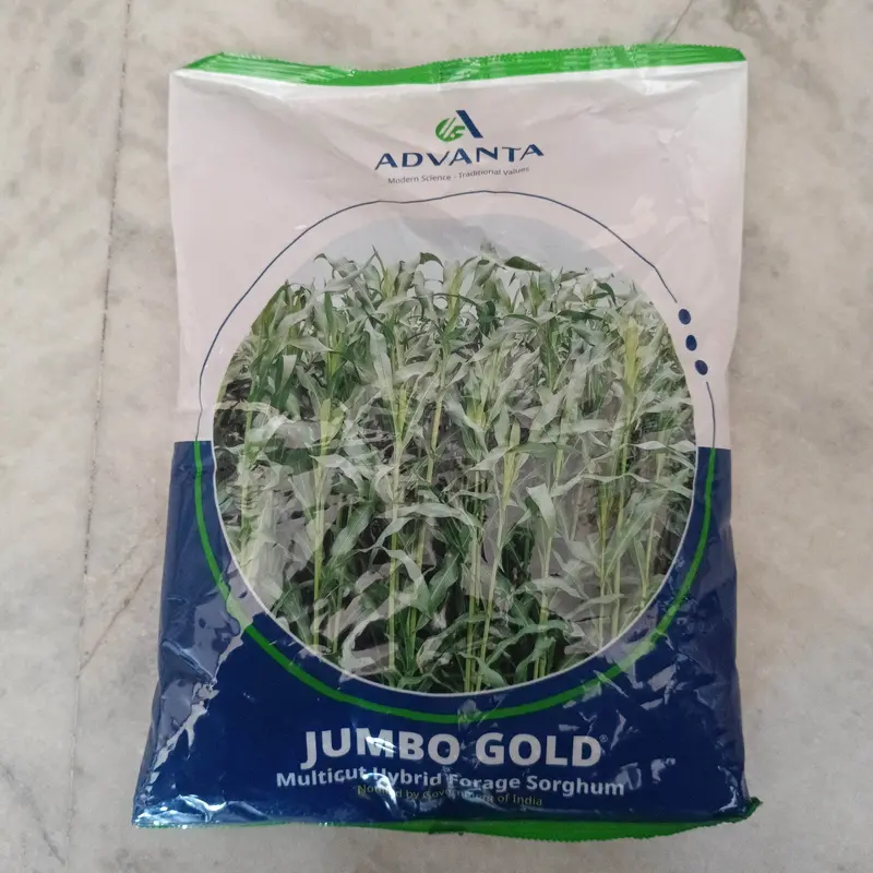 Jumbo Gold Multicut Forage Sorghum – Advanta High-Yield Hybrid 1