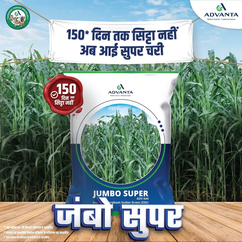 Jumbo Super Adv644 F1 Hybrid Tomato – Advanta Seeds 1