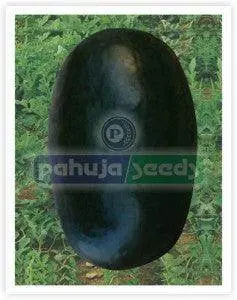Jumbo Watermelon Seeds (Pahuja) 1