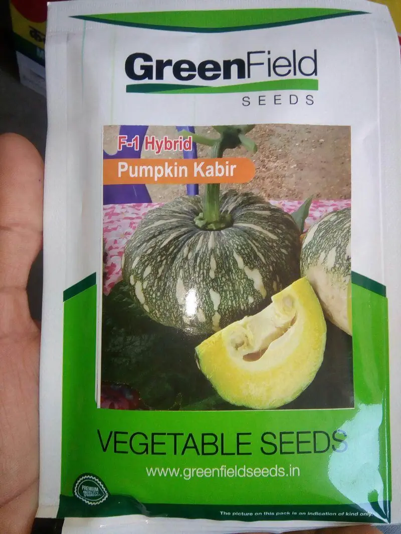 Kabir Pumpkin Seeds – Green Field Seeds 1