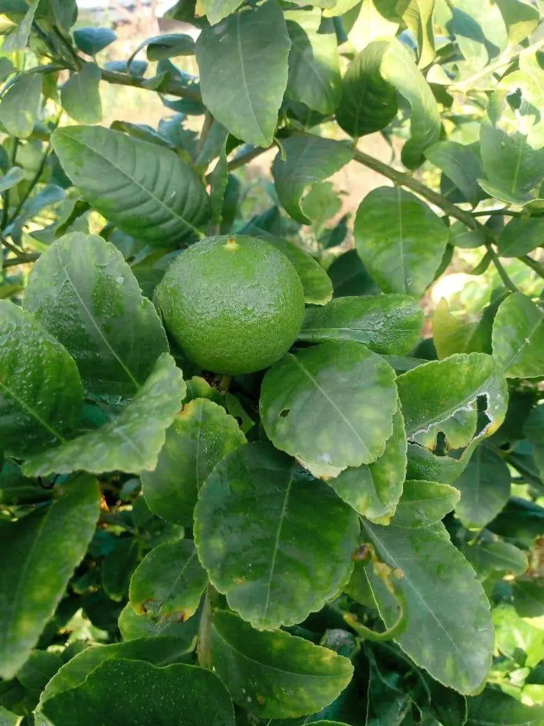 Kagazi Seedless Lemon Saplings – Grafted Plants For High Yield 1