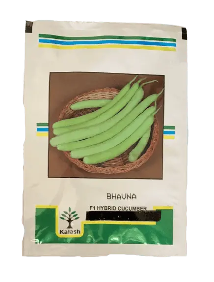 Kakdi Bhavna F1 Cucumber Seeds – Kalash Seeds High-Yield Hybrid 1
